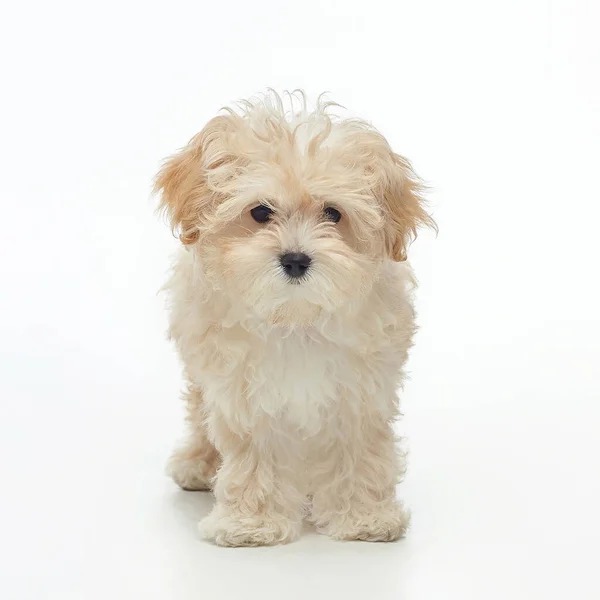 Jovem Filhote Cachorro Desgrenhado Maltipu Estúdio Fundo Branco — Fotografia de Stock