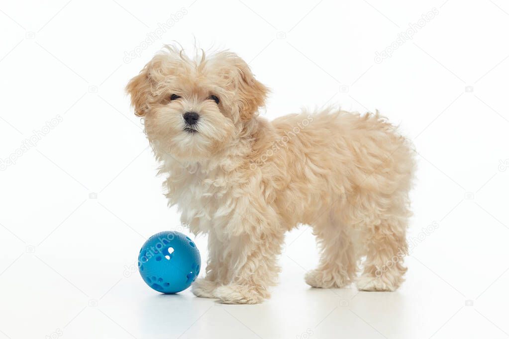 young shaggy maltypu puppy with a blue ball in the studio on a white background.
