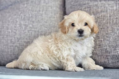 Çekici kahverengi köpek yavrusu Maltipoo kameraya bakıyor..