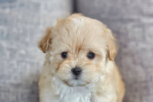 Charmante Bruine Puppy Maltipoo Kijkt Naar Camera — Stockfoto