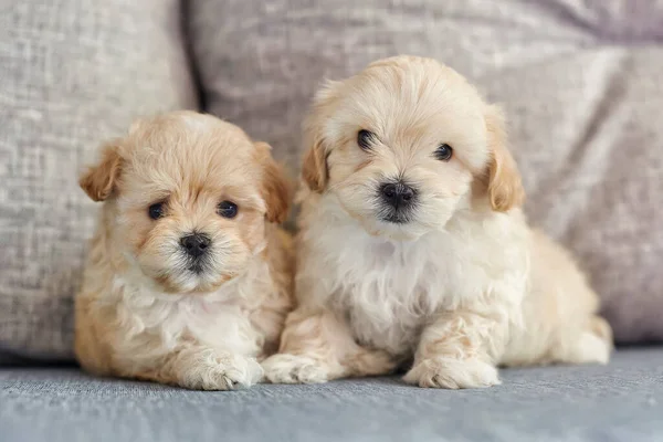 Oturan iki kahverengi köpek yavrusu kameraya bakar..