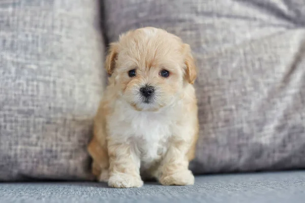 Çekici kahverengi köpek yavrusu Maltipoo kameraya bakıyor..