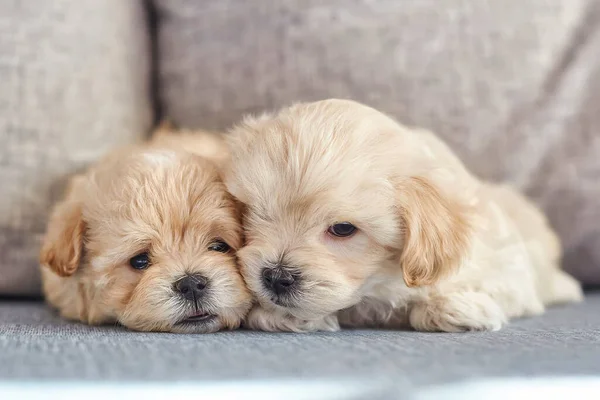 İki küçük maltipoo yavrusu yan yana yatıyor..