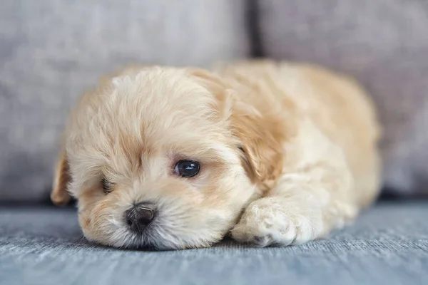 Bruine Puppy Maltipoo Een Close Foto Van Een Liegende Hond — Stockfoto