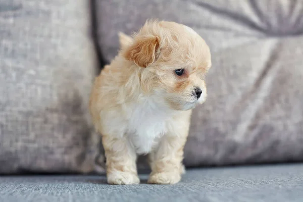 Brązowy Szczeniak Maltipoo Zbliżenie Zdjęcie Siedzącego Psa — Zdjęcie stockowe