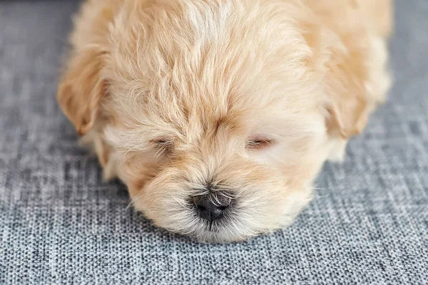Yakından uyuyan kahverengi bir maltipoo köpeğinin fotoğrafı..