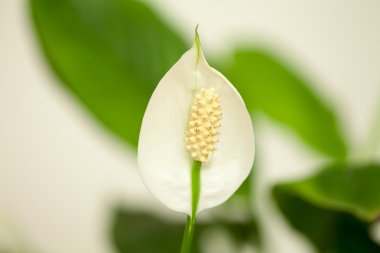 güzel houseplant - spatifilyum