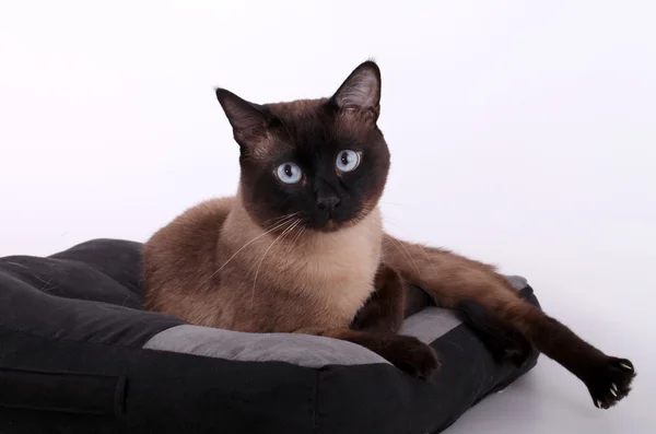 Gato siamês bonito em um travesseiro — Fotografia de Stock