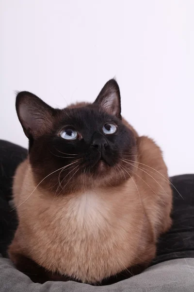 Schöne siamesische Katze auf einem Kissen — Stockfoto