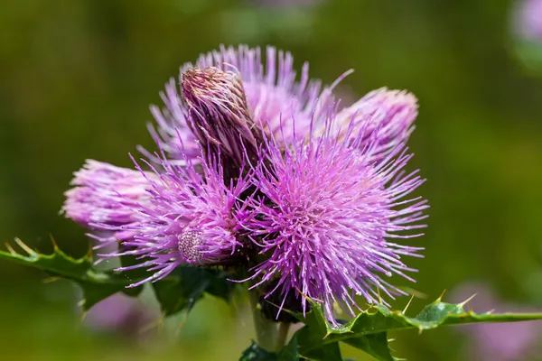 süt thistle çiçek - silybum marianum