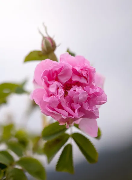 Mcro della famosa rosa bulgara da Rose Valley, Bulgaria — Foto Stock