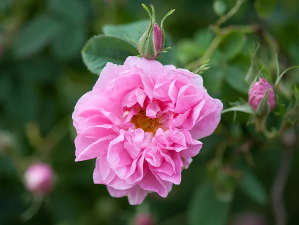 Bulgarian Damascena Rose from Rose Valley, Bulgaria — Stock Photo, Image