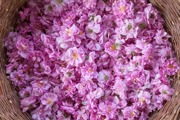 Búlgaro Damascena Rose de Rose Valley, Bulgária — Fotografia de Stock