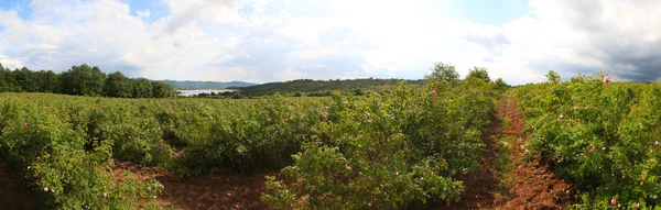 Manzara Panoraması gül Vadisi, Bulgaristan