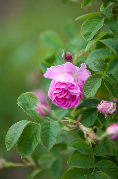La famosa rosa bulgara de Rose Valley, Bulgaria Imagen de archivo