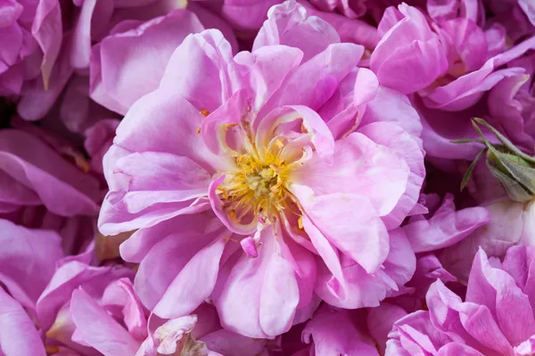 Mcro de la famosa rosa bulgara de Rose Valley, Bulgaria Imágenes de stock libres de derechos