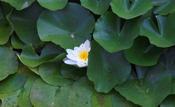 Lys d'eau (lotus ou lotos) ) Photos De Stock Libres De Droits