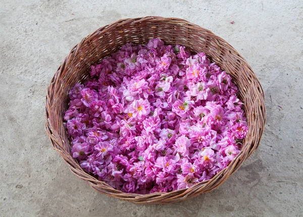 Cesto de rosa. Búlgaro Damascena Rose de Rose Valley, Bulgária — Fotografia de Stock