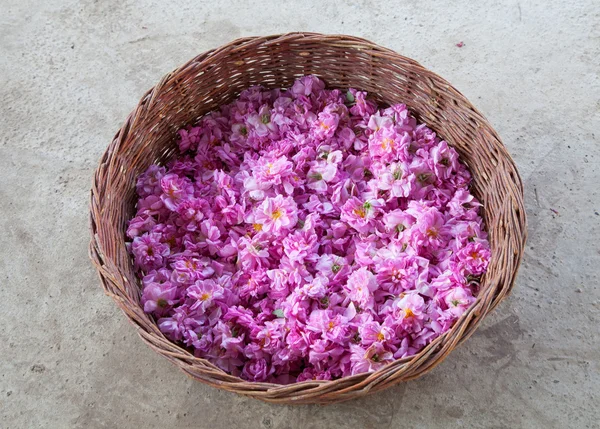 Panier rose. Damascena Rose bulgare de Rose Valley, Bulgarie — Photo