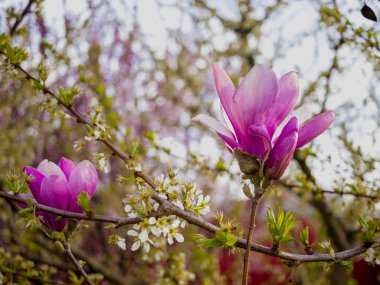 Bahçede bahar çiçekleri