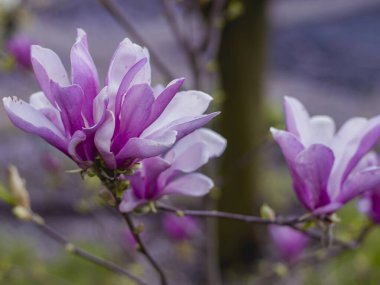 Bahçede bahar çiçekleri