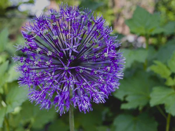 Bahçede bahar çiçekleri