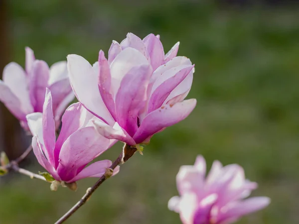 Bahçede bahar çiçekleri