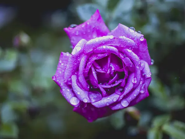 Roses Bloomed Beautifully Spring Garden — Stock Photo, Image