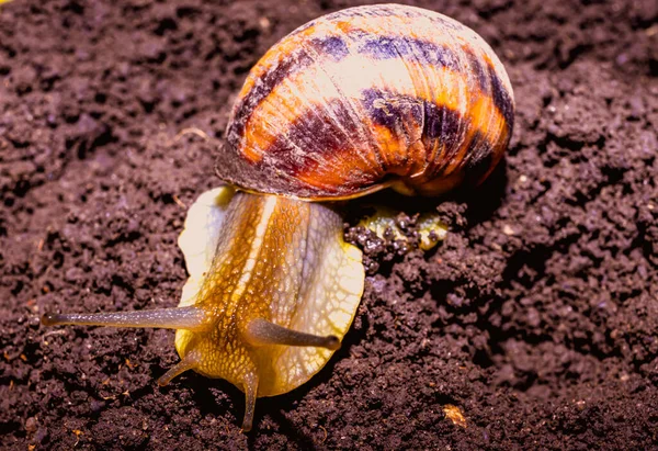 Yerde sürünen sıradan bir salyangoz.