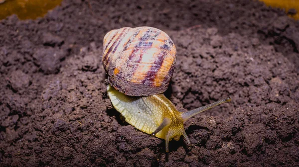 Yerde sürünen sıradan bir salyangoz.