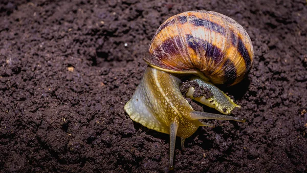 Yerde sürünen sıradan bir salyangoz.