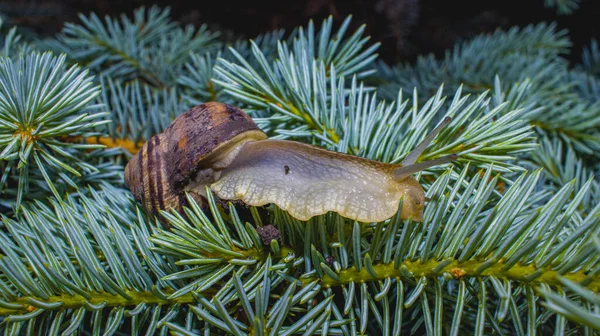 Yerde sürünen sıradan bir salyangoz.