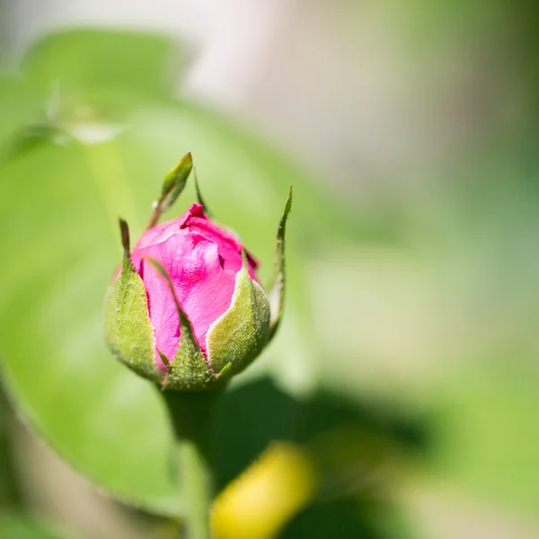 Carte postale verte avec fleur rose — Photo