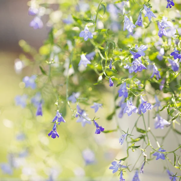 Blommig bakgrund för din design — Stockfoto