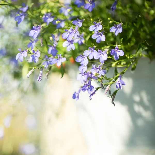 あなたのデザインの花の背景 — ストック写真