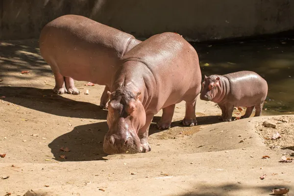 Rodzina hipopotamy — Zdjęcie stockowe