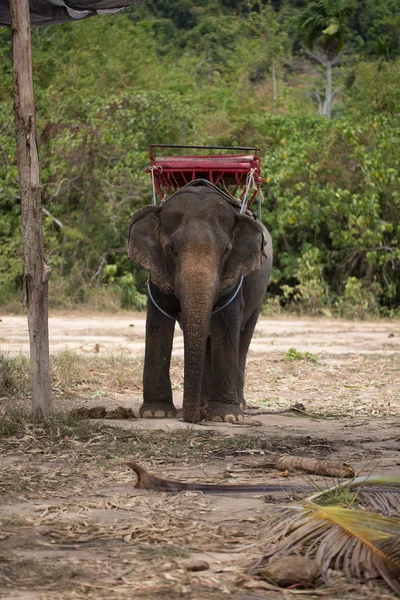 Gajah besar — Stok Foto