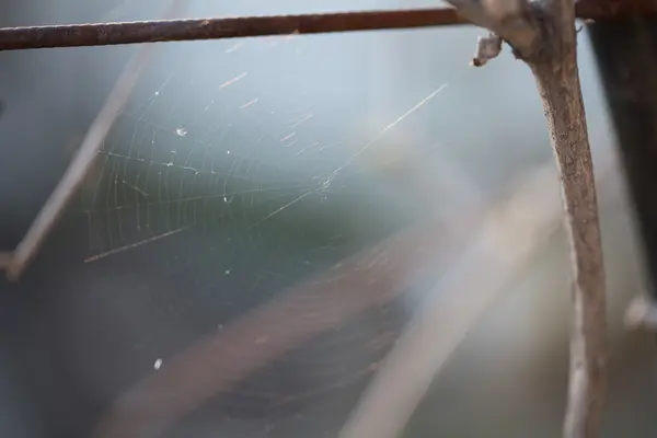 Petite toile d'araignée — Photo