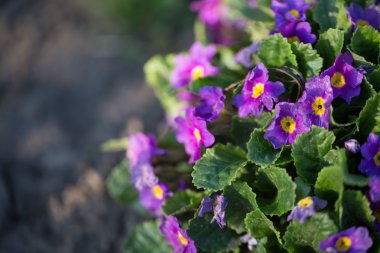 tasarımınız için çiçekler