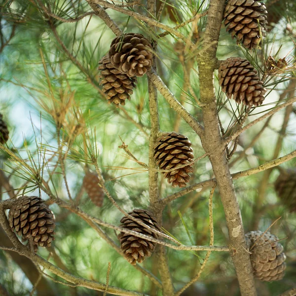 Šišky na stromě — Stock fotografie