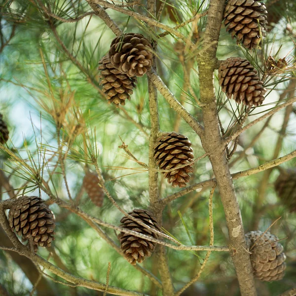 Coni su un albero — Foto Stock