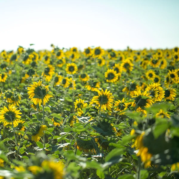 Champ de tournesols — Photo