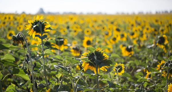 Champ de tournesols — Photo