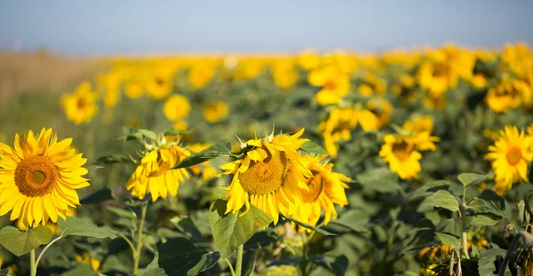 Sonnenblumenfeld — Stockfoto