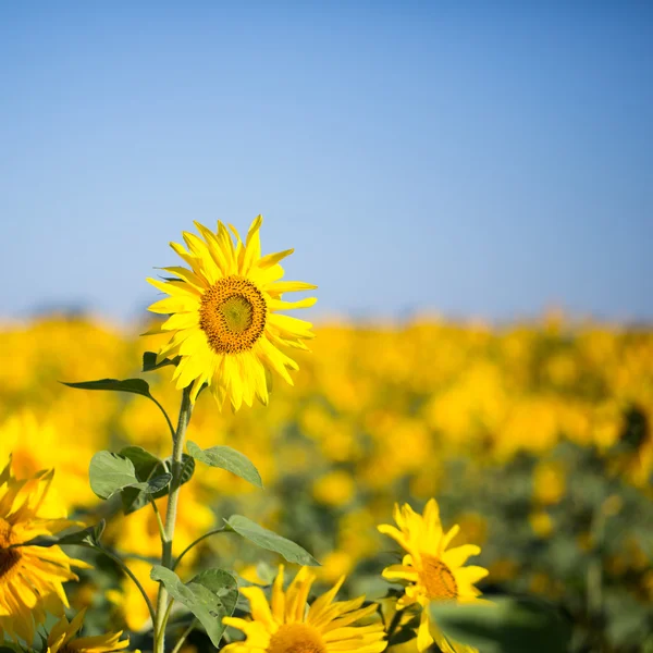 Champ de tournesols — Photo