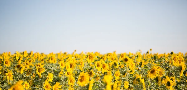 Sonnenblumenfeld — Stockfoto