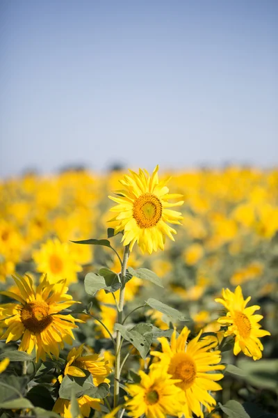 Sonnenblumenfeld — Stockfoto