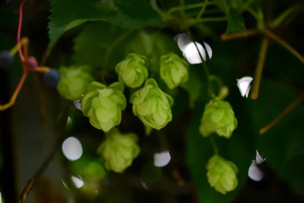 Verse Hopbellen Een Zonnige Herfstdag Selectieve Focus — Stockfoto