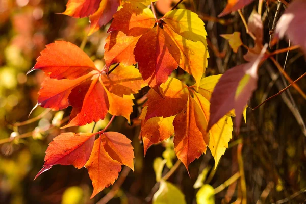 Mooie rode bladeren van wilde druiven op een wazig herfst achtergrond — Stockfoto