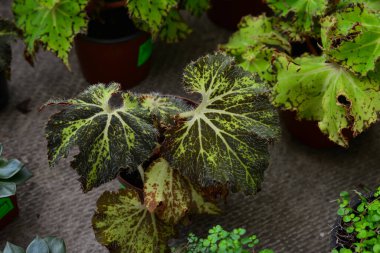 Begonya, bir çeşit begonya. Ev bitkilerinin..